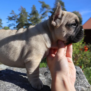 Ms Catarina Andersson