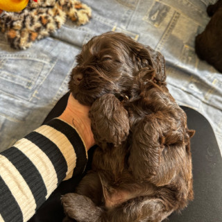 Eva Inga-Lill Strålman