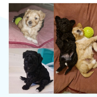 Tomas Stig Bengtsson