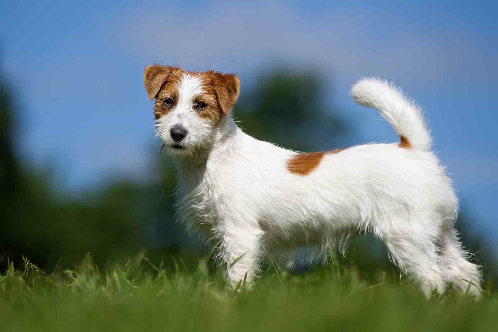 Jack Russell Terrier