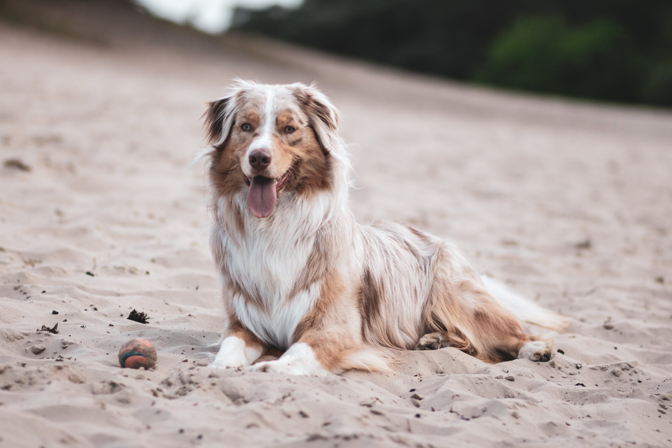 Australian shepherd