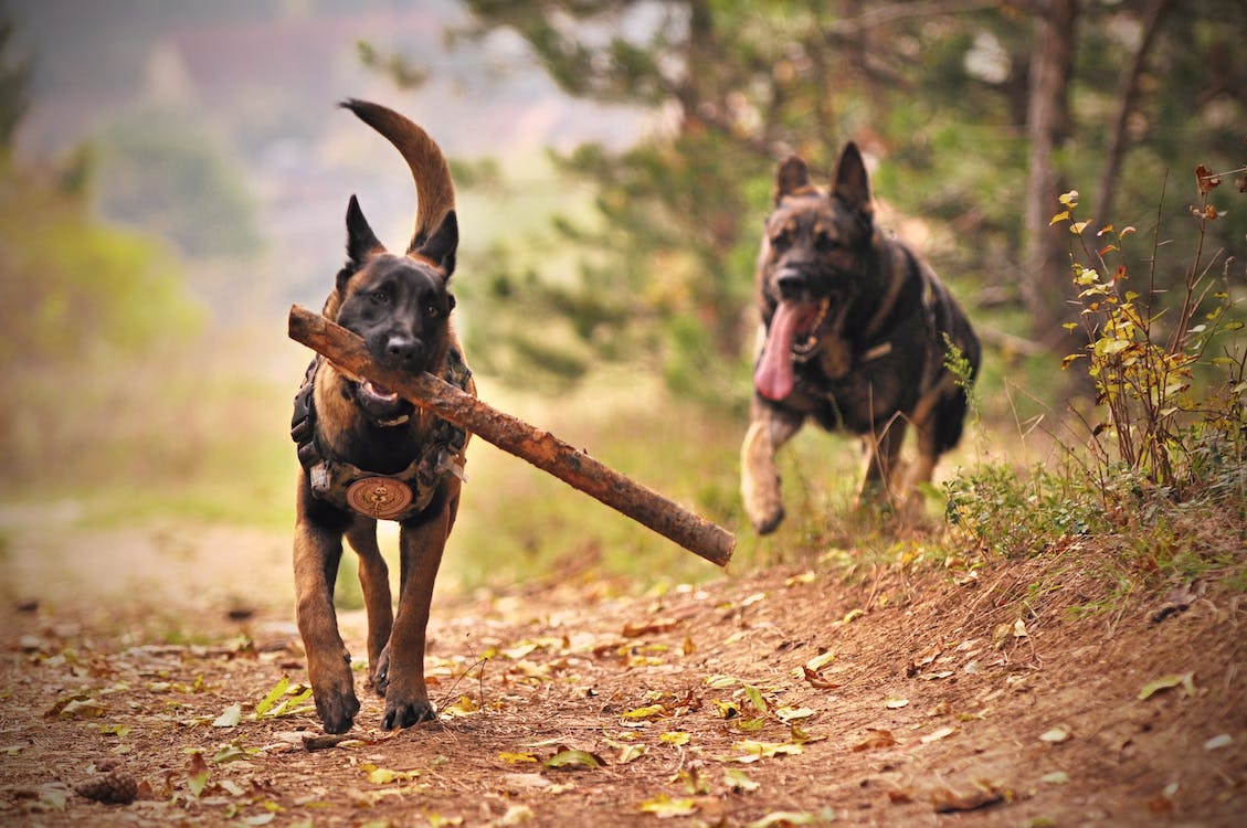 Dog in the forest