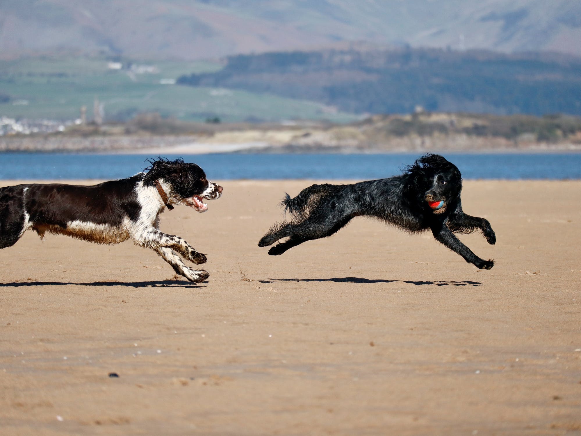 Engelsk Springer Spaniel